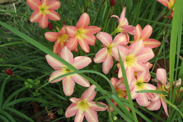 Obraz premium Zephyranthes minuta flower tree plant on nursery