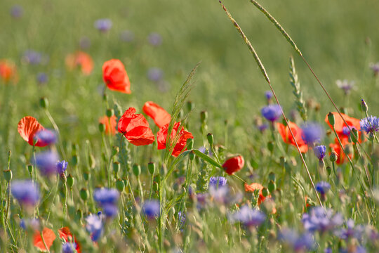 Common poppies and cornflowers flowering in a wildflower meadow