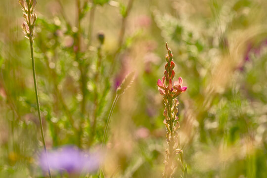 Common sainfoin flowering in warm evening light in a summer meadow