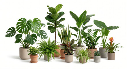 Fototapeta premium Diverse Potted Indoor Plants for Modern Tropical Interiors