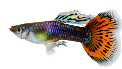 Colorful male guppy fish with vibrant orange tail fin © Lyra