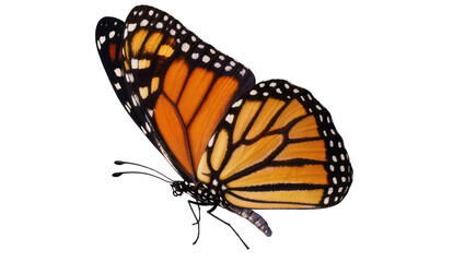 Monarch butterfly with orange and black wings © Peregrine