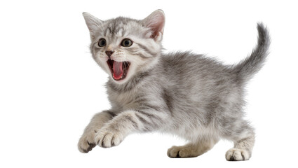 Yawning grey tabby kitten with open mouth and pink tongue © Peregrine