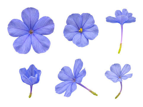 Assortment of blue Plumbago auriculata blooms, from fully open blossoms to graceful closed buds.