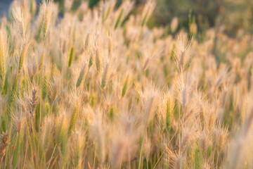 Background of wheat wheels at sunset © Nikolay