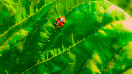 Red ladybug on green leaf © Anaf