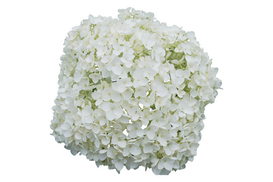 White hydrangea flower head isolated on transparent background