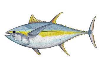 Naklejka premium Handdrawn Thunfish Thunnus albacares on white background