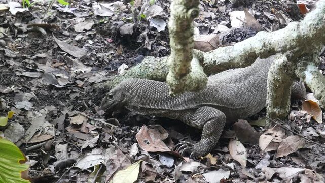 Monitor lizard digging for food in forest soil under layer of leaves. Location: Singapore