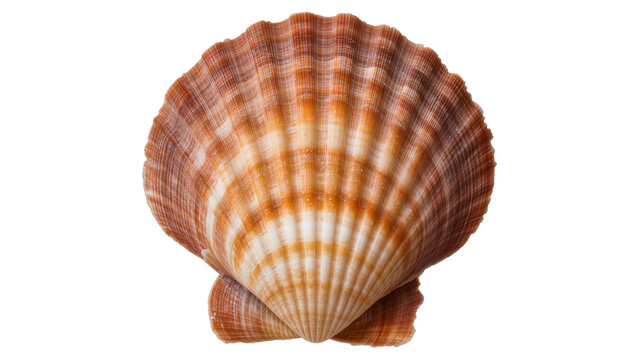 Orange and white striped scallop seashell