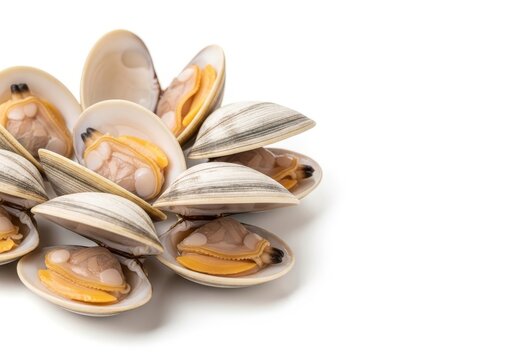 Fresh open clams in their shells sit on a pristine white background, showcasing premium quality seafood for gourmet culinary presentations, detail, isolated, high-quality