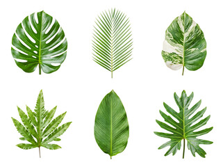 Assortment of vivid green tropical leaves, featuring diverse shapes and patterns, isolated on a transparent background. © Sarah