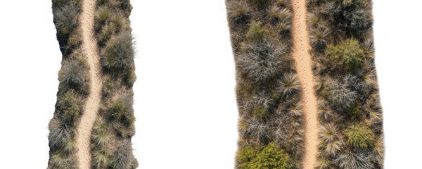 Fototapeta premium Aerial view of a sandy hiking trail winding through dense coastal shrubbery and dry vegetation isolated on transparent background