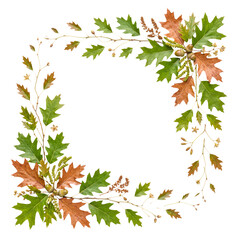 Realistic autumnal oak leaf and acorn frame. Isolated natural harvest season composition on a transparent background. © Nathan