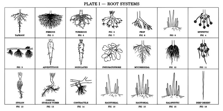 Root Systems Diagram Illustrating Sixteen Different Types of Plant Roots with Their Distinct Structural Forms and Classifications in Black and White.