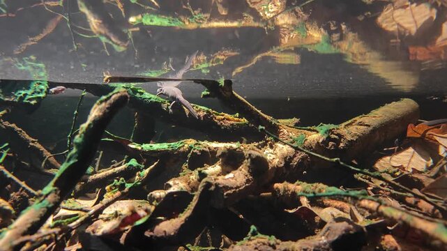 two small newt rests on mossy submerged branches, its dark body reflecting near the clear surface of a swamp tank
