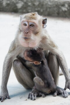 A long-tailed macaque mother holding her baby while eating a peeled banana. Close-up wildlife photography of a monkey with its infant in a natural environment