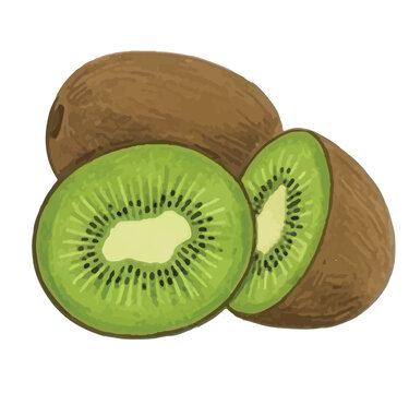 Hand drawn kiwi fruit vector illustration with whole and half cut slice