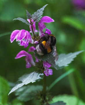A bumblebee on a flower 