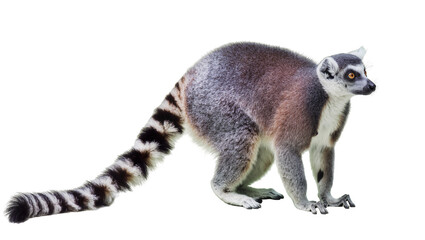 Ring-tailed Lemur with striped tail on white © Alaric