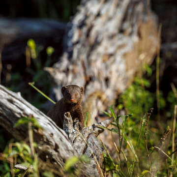 Common dwarf mongoose front view looking at camera in Greater Kruger National park, South Africa ; Specie Helogale parvula family of Herpestidae