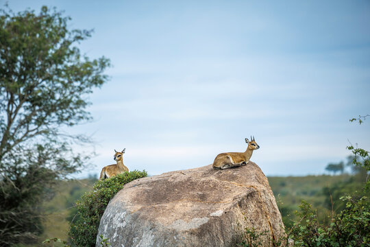 Klipspringer couple lying down on a rock boulder in Greater Kruger National park, South Africa ; Specie Oreotragus oreotragus family of Bovidae