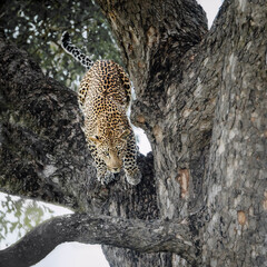 Leopard jumping down tree trunk in Greater Kruger National park, South Africa   Specie Panthera pardus family of Felidae © PACO COMO