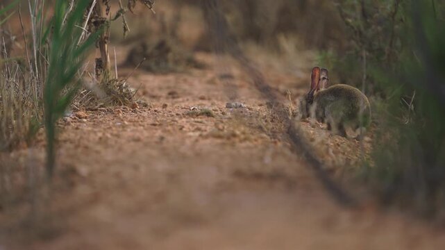 Alert Hare Pausing on Sandy Wild Trail