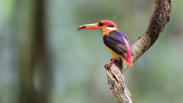 Black-backed Kingfisher (Ceyx erithaca) is a small and adorable bird, seen feeding its chicks. It was found in the rainforest of Kaeng Krachan National Park, Phetchaburi Province, Thailand.