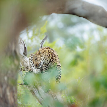 Leopard scratching hided in bush foreground in Greater Kruger National park, South Africa ; Specie Panthera pardus family of Felidae