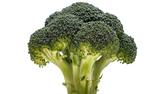 Fresh green broccoli florets and thick stem