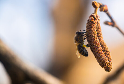 bee collects pollen on a flowering hazelnut tree