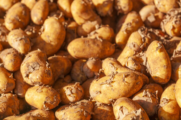 Fototapeta premium Frische Kartoffeln (Solanum tuberosum) an einem Marktstand zum Verkauf, Deutschland