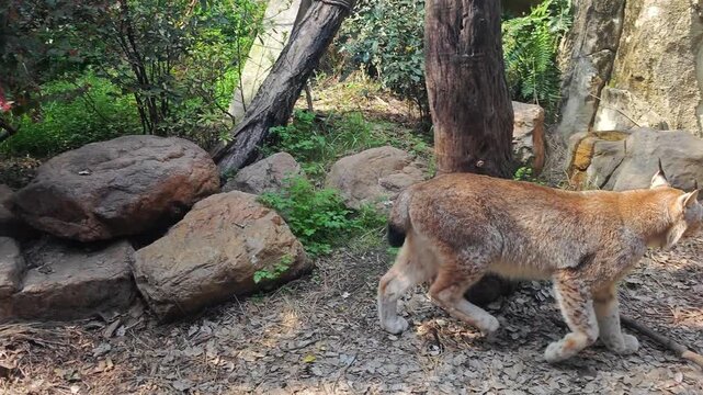 A lynx walk on leafy ground next to rocks and a tree trunk, looking toward the green bushes