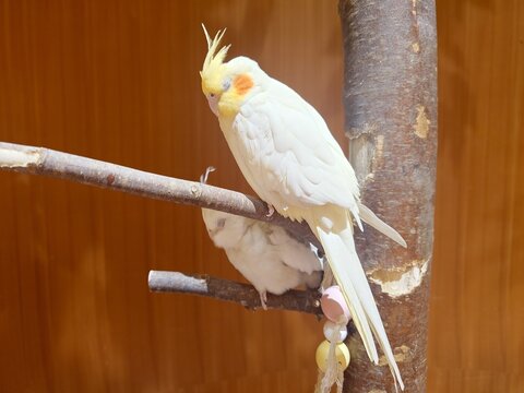 Two sleeping cockatiels perched on branches with wooden background