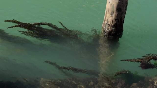 Slow Motion Brown Seaweed Around Submerged Wooden Post