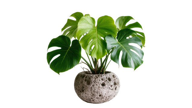 Monstera Deliciosa plant in textured grey pot