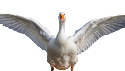 White goose with wings spread wide, facing forward © Motruc