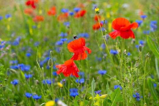 A bumblebee (Bombus) pollinating in a wildflower meadow with  corn poppies (Papaver rhoeas) and cornflowers (Centaurea cyanus) on an early summer day. Macro close-up with selective focus.