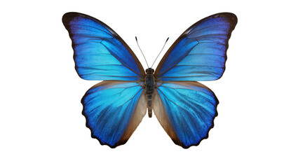 Blue Morpho Butterfly with iridescent wings © Motruc