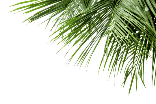 Green palm leaves border isolated on white background
