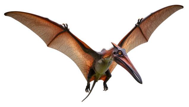Pterodactyl flying prehistoric reptile with large wings