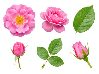 Fototapeta premium Beautiful pink rose elements collection with different blooming flowers, bud, and a vibrant green leaf.