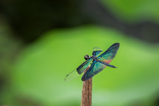 Rhyothemis fuliginosa
