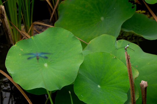 dragonfly and lotus leaves