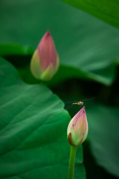 pink lotus flower and dragonfly