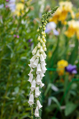 White foxglove is an ornamental plant of the genus Digitalis © Flower_Garden