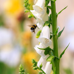  Bumblebee on flowers of foxglove. White foxglove is an ornamental plant of the genus Digitalis © Flower_Garden