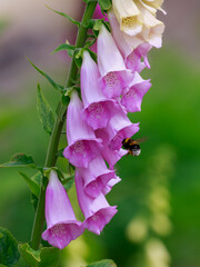 Beautiful purple foxglove flowers. A bumblebee is collecting nectar from the purple foxglove flowers. Floral background. Natural wallpaper. © Flower_Garden