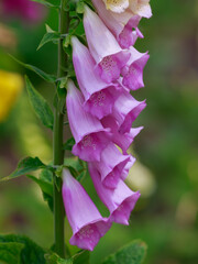 Pink foxglove is an ornamental plant of the genus Digitalis. Bumblebee on flowers of foxglove © Flower_Garden
